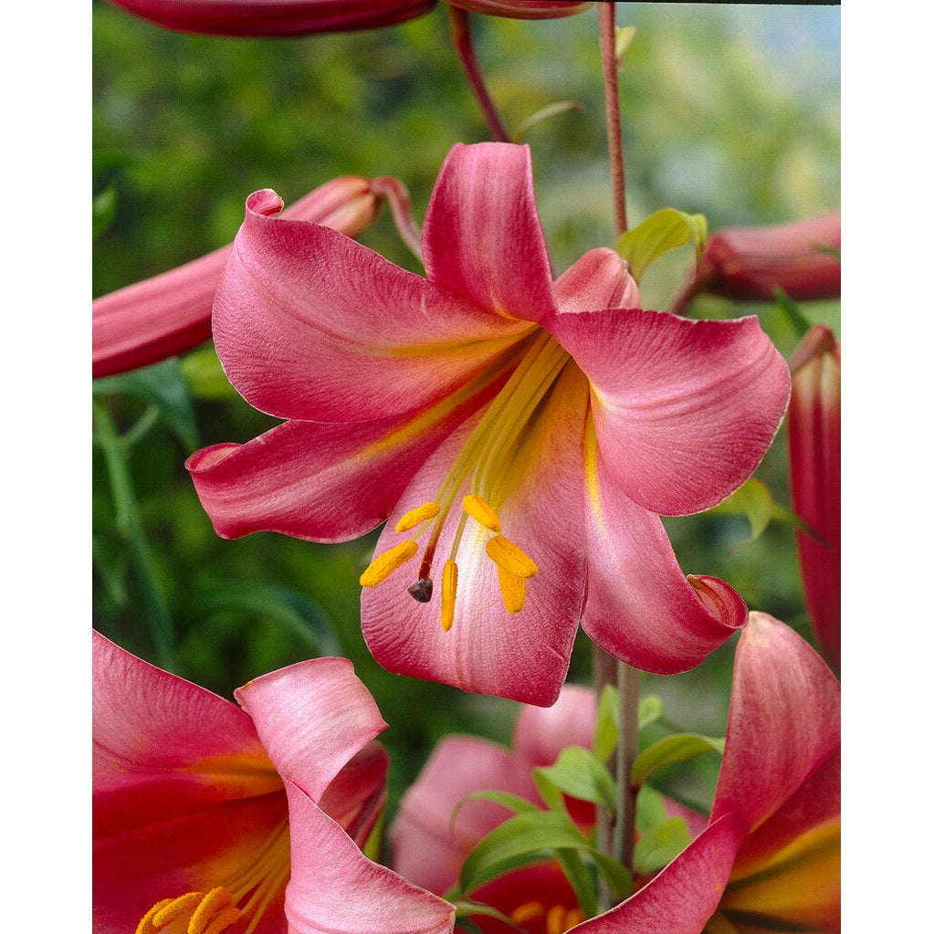 Trumpetlilje-Lilium Pink Perfection 2-pakning